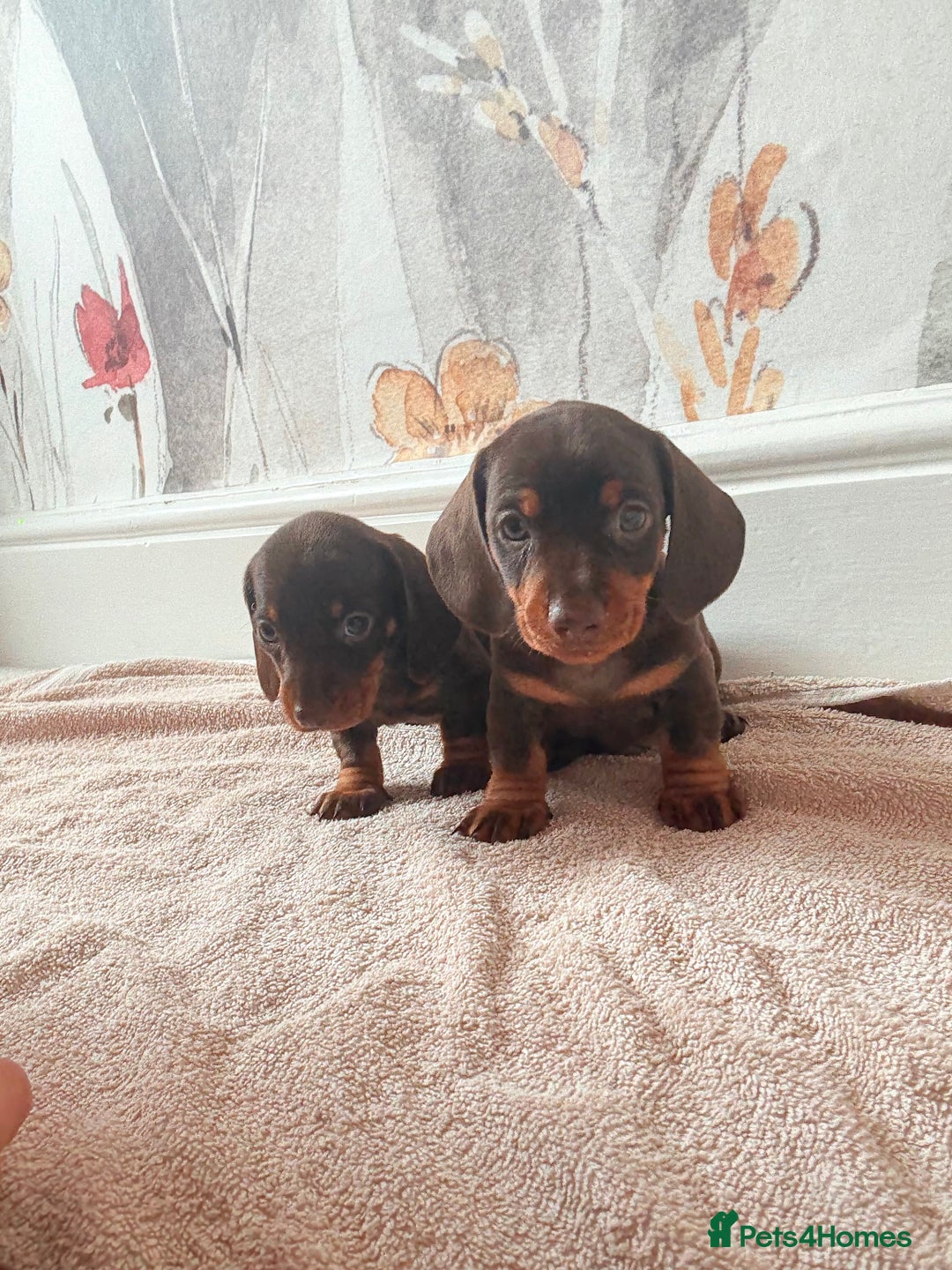 Miniature Dachshund dogs for sale: Quality miniature dachshund puppies  - Image 22