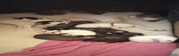 Lurcher dogs for sale: Beautiful Lurcher pups - Advert 18
