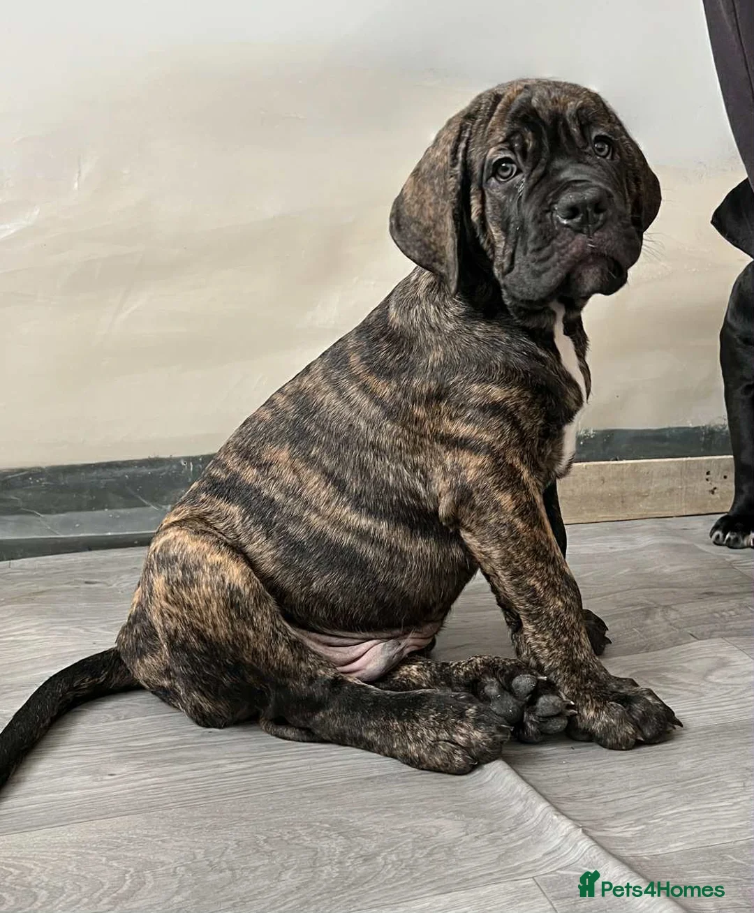 Cane Corso dogs for sale: Yuki x Aries Russian champ bloodline Puppies - Advert 8