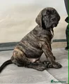 Cane Corso Puppy 2 Orange