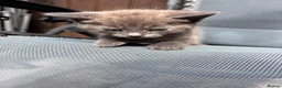 Mixed Breed cats for sale: 4 beautiful little kittens  - Advert 8