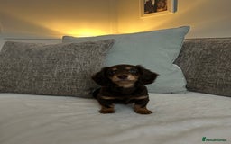 Miniature Dachshund dogs for sale: 🤍🐾🐻STUNNING LONG HAIR CHOC & TAN 🐻🐾🤍 - Image 4