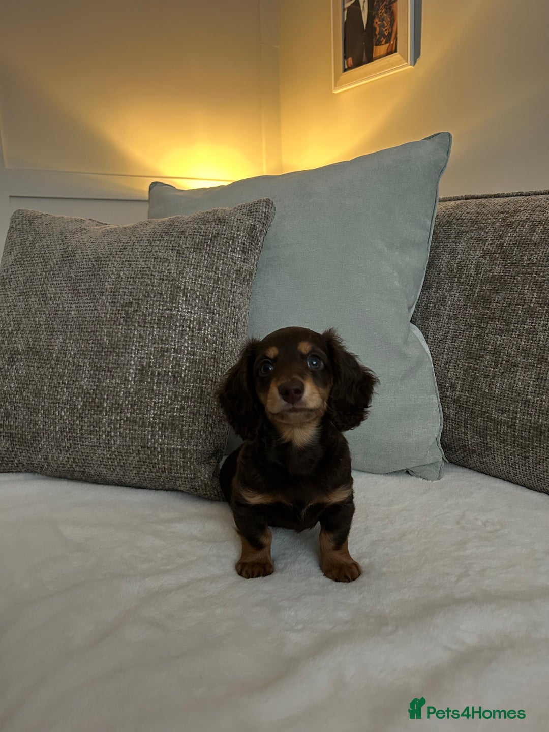 Miniature Dachshund dogs for sale: 🤍🐾🐻STUNNING LONG HAIR CHOC & TAN 🐻🐾🤍 - Image 4
