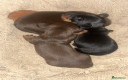 Miniature Dachshund dogs for sale: Gorgeous miniature dachshund puppies  - Image 2