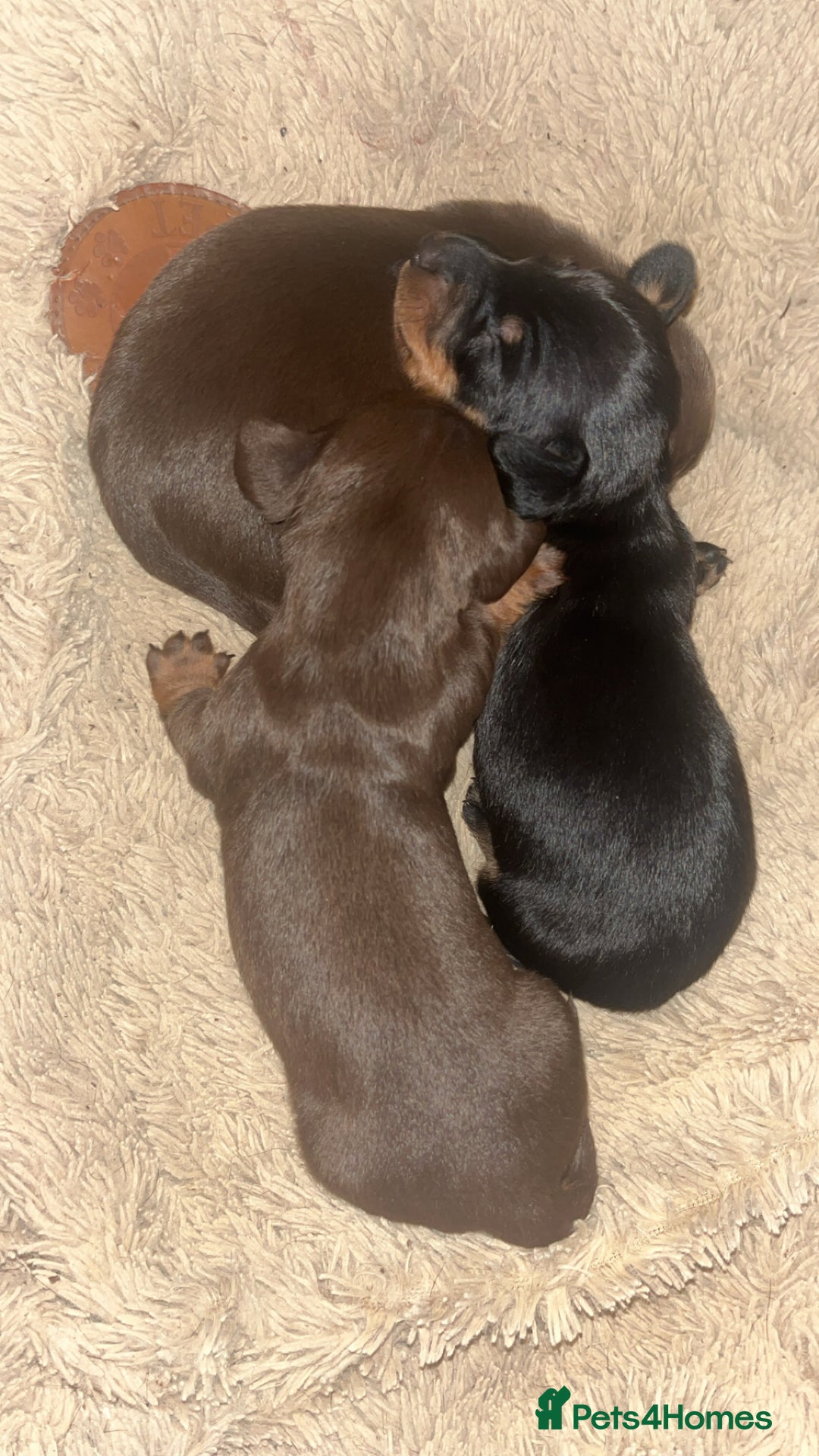 Miniature Dachshund dogs for sale: Gorgeous miniature dachshund puppies  - Image 2