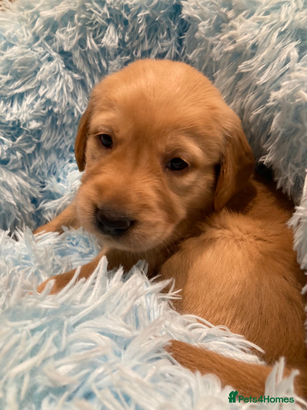 Golden Retriever dogs for sale: KC Registered Golden Retriever Puppies  - Advert 14
