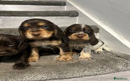 Cocker Spaniel dogs for sale: Show Cocker Puppies - Image 2