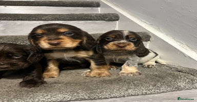 Cocker Spaniel dogs - Advert 10