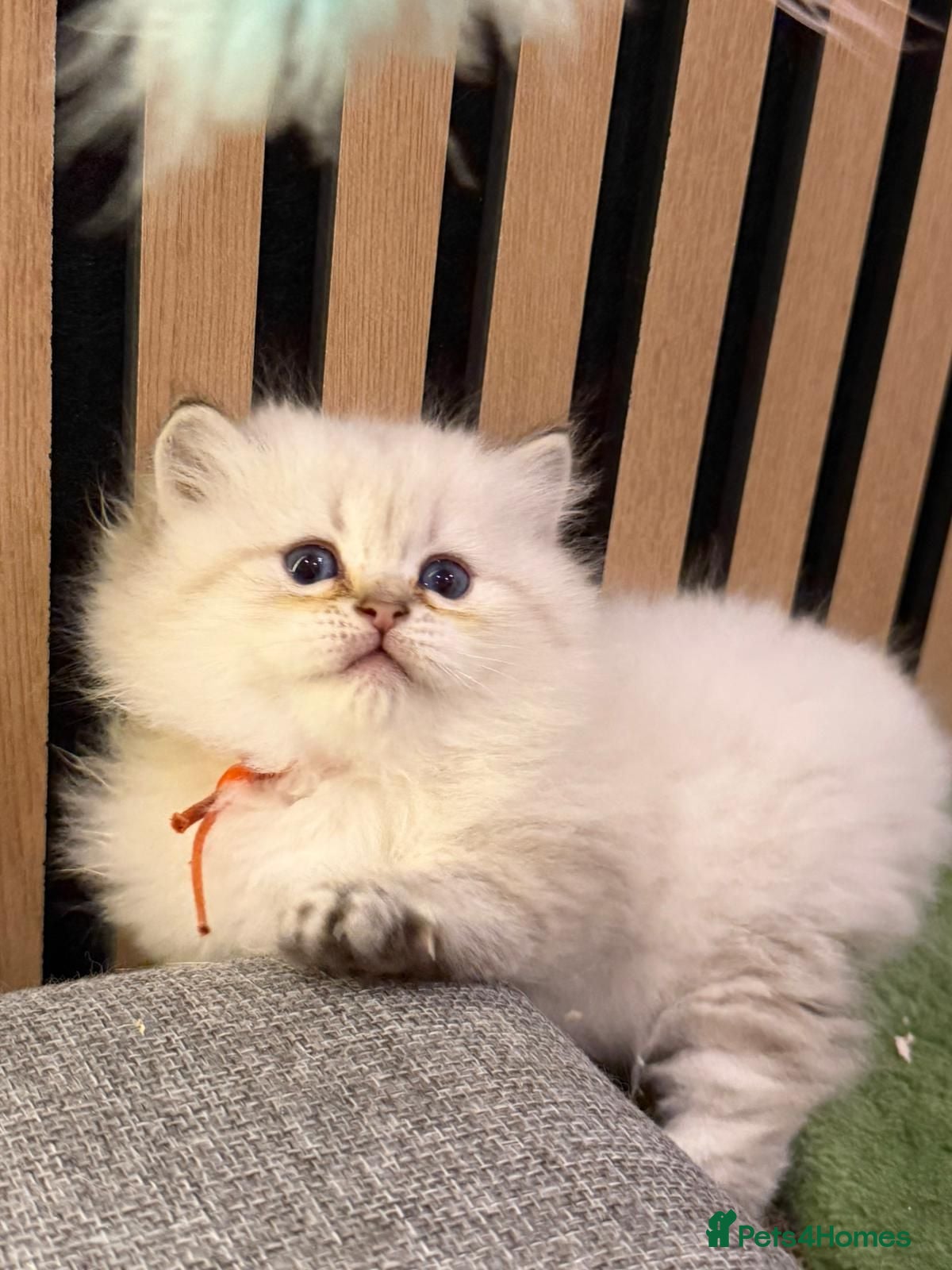 British Longhair cats PURE-Beautiful British kittens female long hair  - Advert 9
