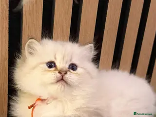 British Longhair cats PURE-Beautiful British kittens female long hair - Advert 9