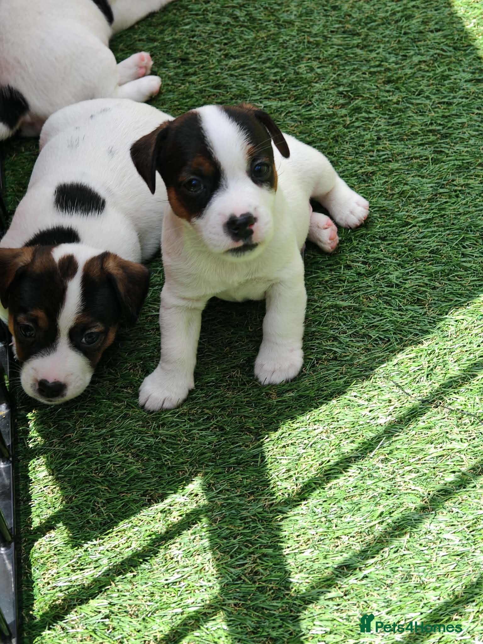 Jack Russell dogs BEAUTIFUL JACK RUSSELL PUPPIES AVAILABLE - Advert 1