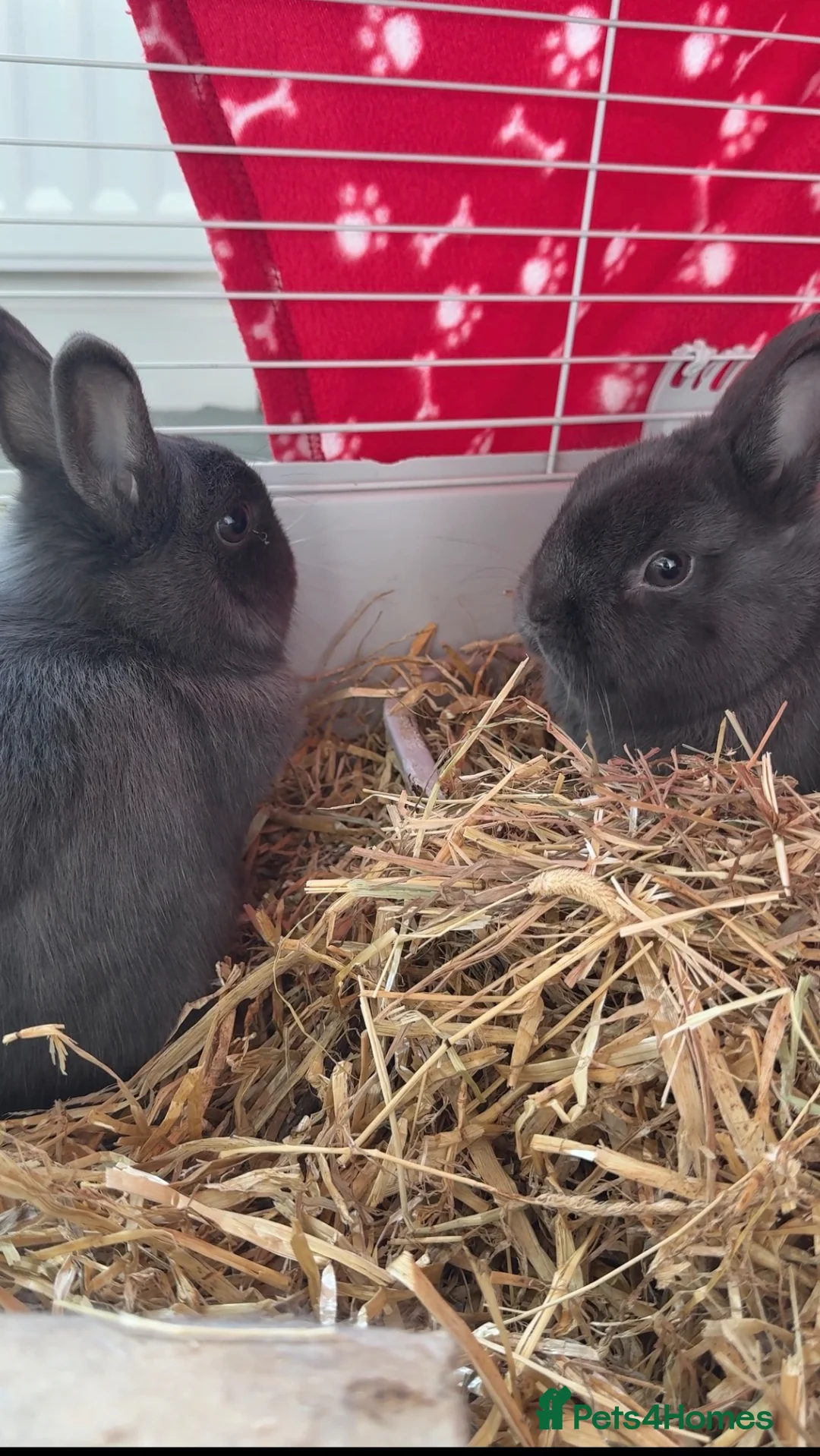Netherland Dwarf rabbits for sale: 2 male bonded pair Netherland dwarfs. - Advert 4