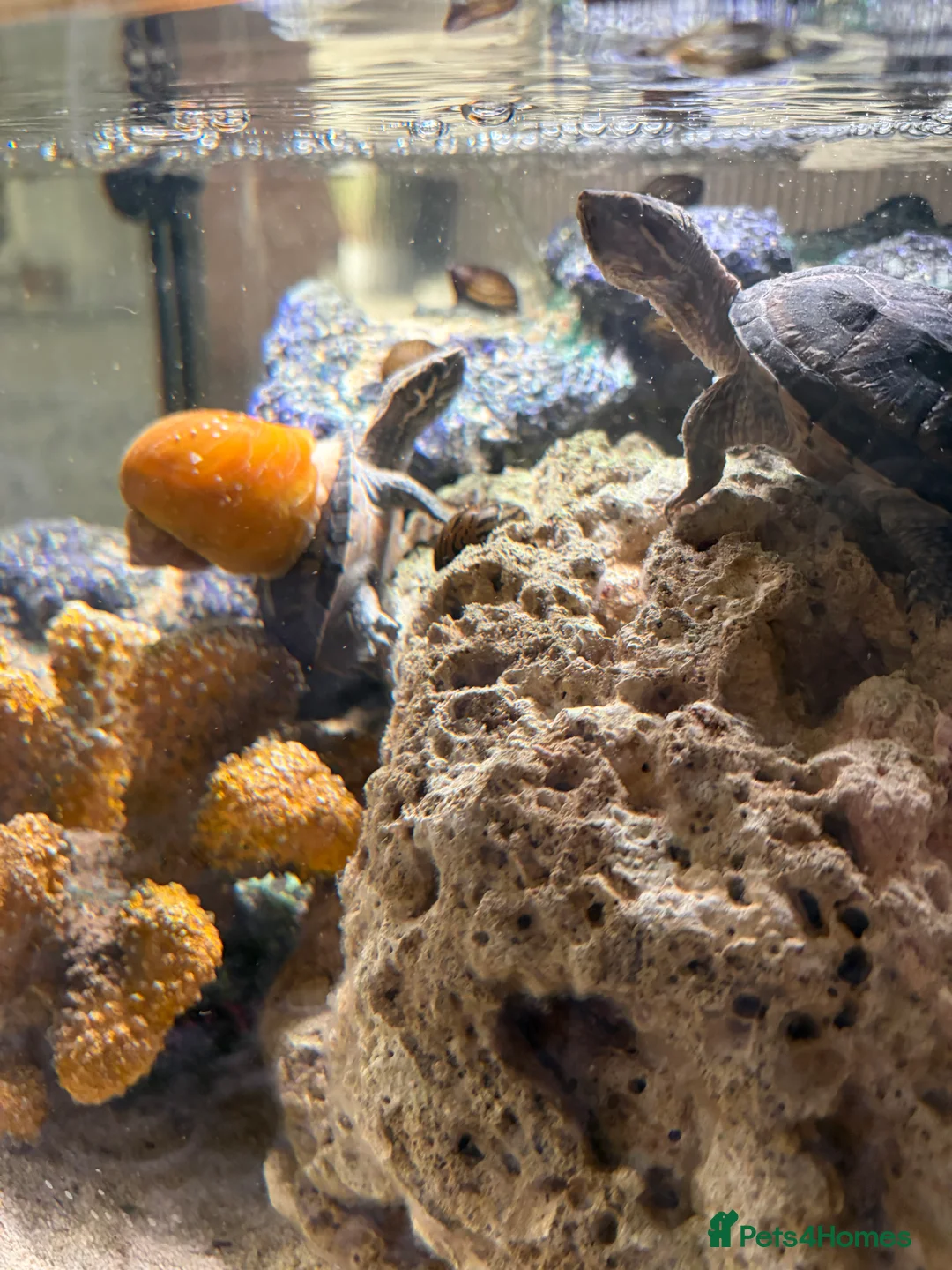 Turtle reptiles for sale: Pair of Musk Turtles in Mansfield - Advert 3