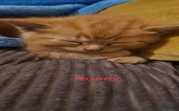 Mixed Breed cats for sale: Beautiful mixed breed kittens  - Advert 5