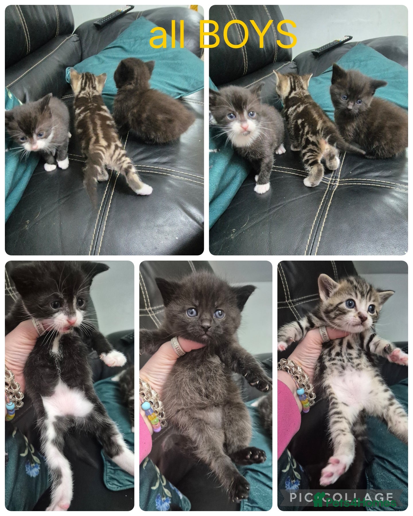 Mixed Breed cats Bengal cross kittens  - Advert 7