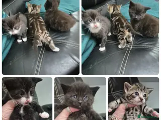 Mixed Breed cats Bengal cross kittens - Advert 7