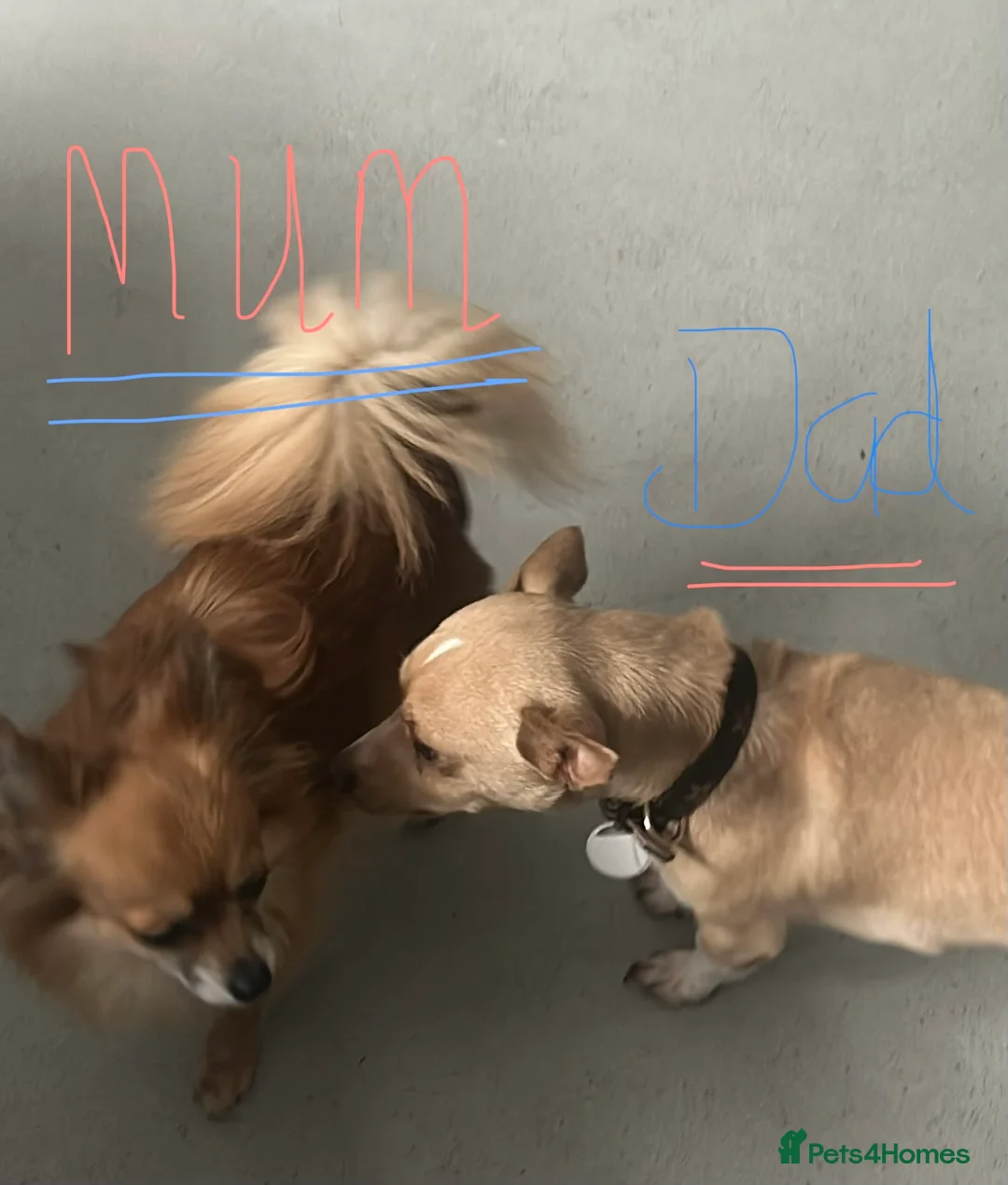 Pomchi dogs for sale: Beautiful Pomchi girls - Advert 29