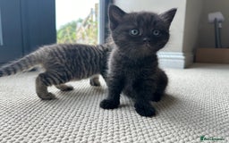 British Shorthair cats for sale: British Shorthair Cross kittens  - Image 8