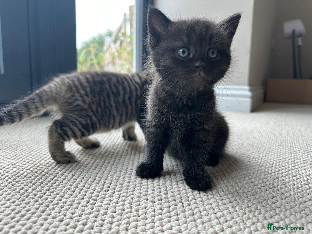 British Shorthair cats for sale: British Shorthair Cross kittens  - Image 8