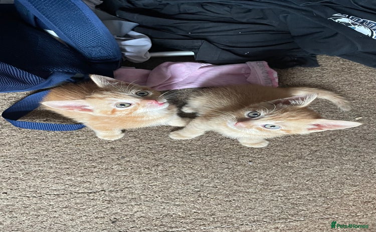 Mixed Breed cats - Advert 13