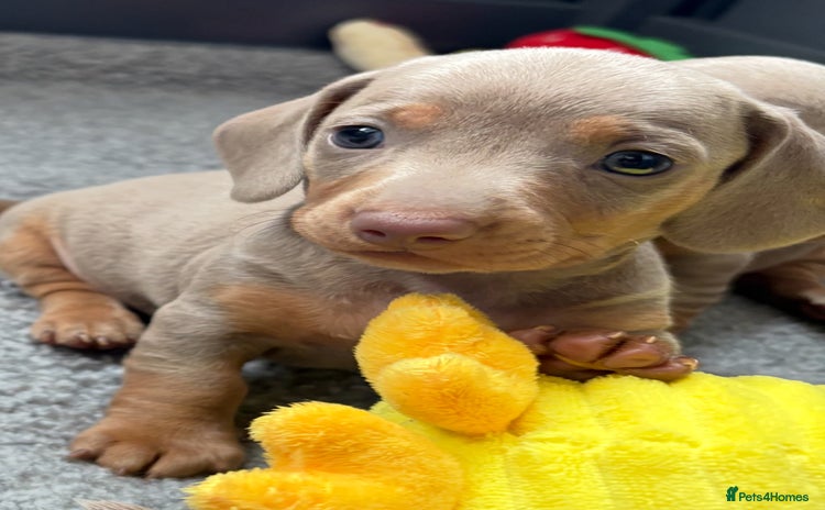 Miniature Dachshund dogs - Advert 7