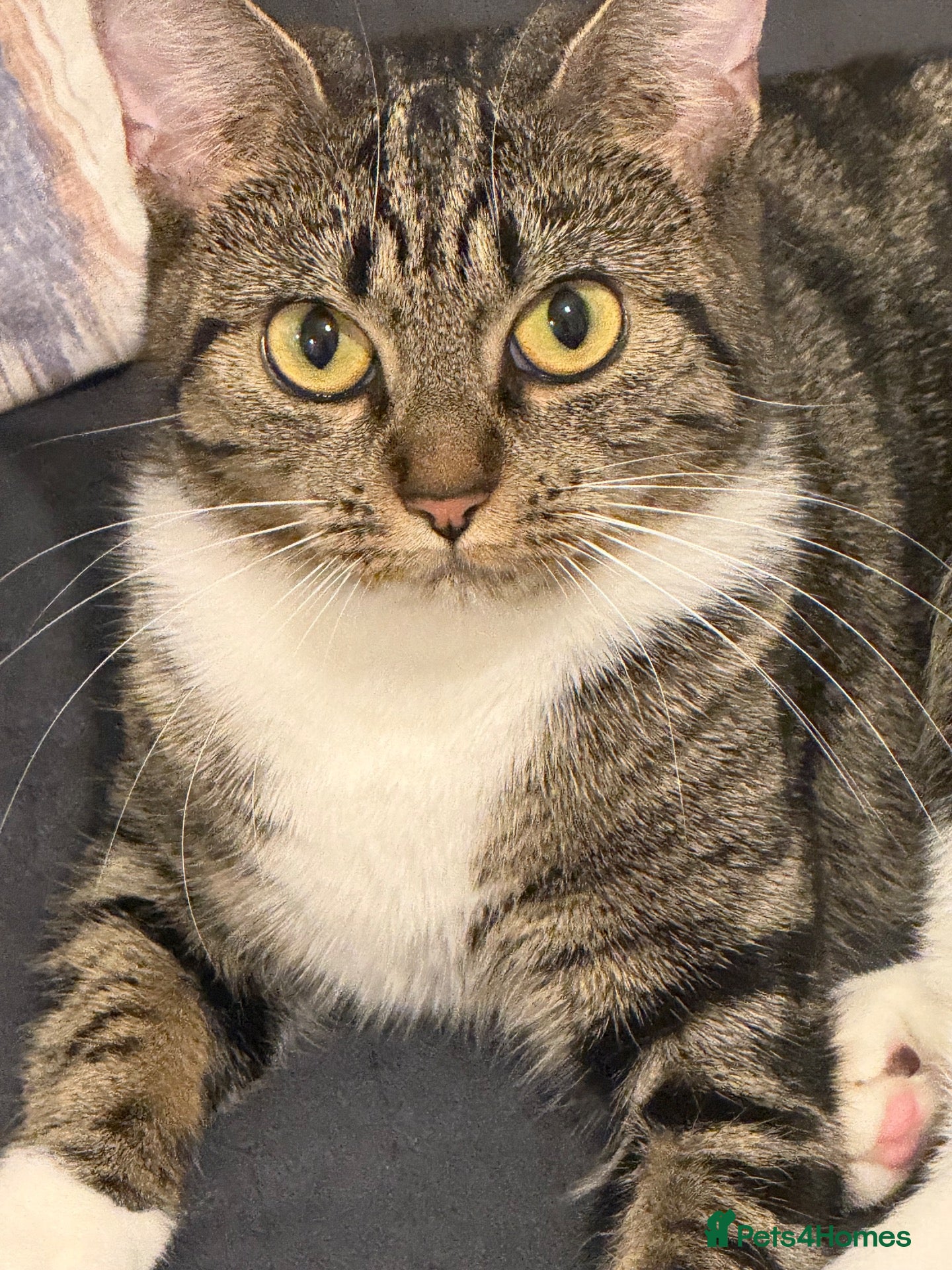 Domestic Shorthair cats domestic short hair kittens for sale  - Advert 3
