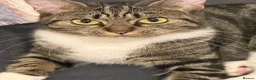 Domestic Shorthair cats for sale: domestic short hair kittens for sale  - Advert 1
