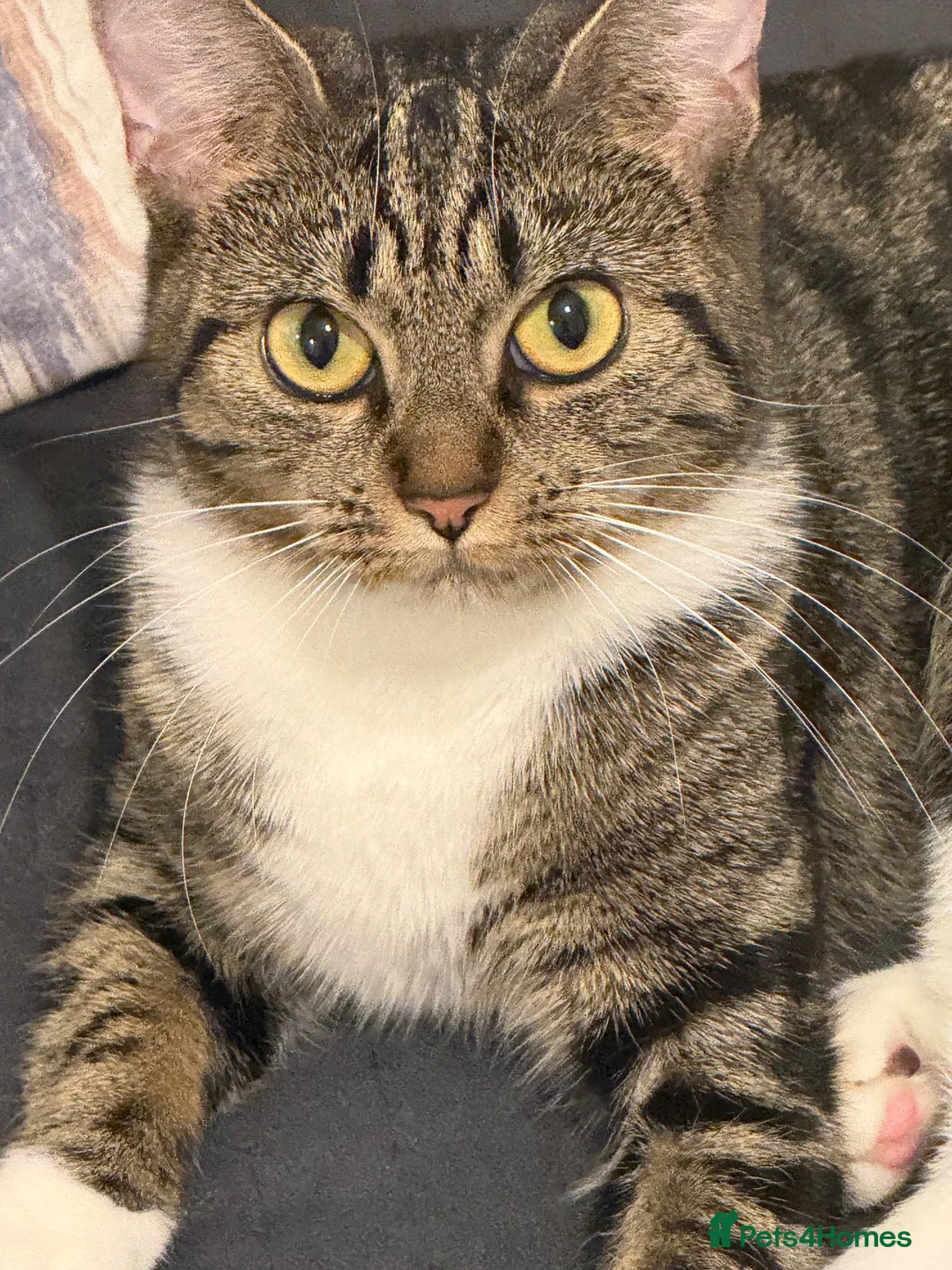 Domestic Shorthair cats for sale: domestic short hair kittens for sale  - Advert 1