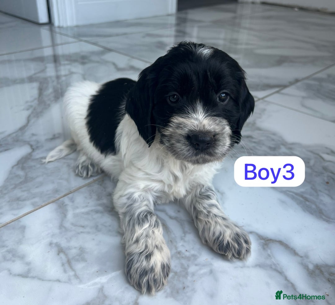 Cockapoo dogs for sale: F1B puppies - Image 4