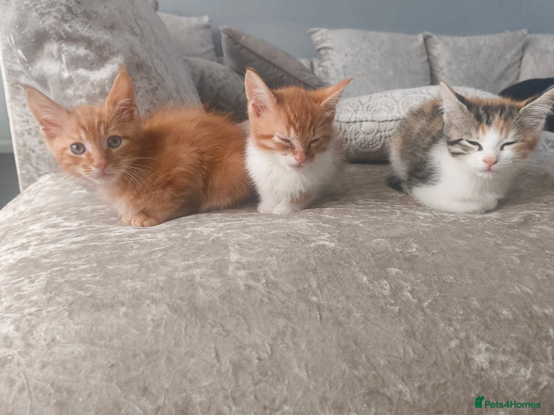 Maine Coon cats for sale: Half Maine coon ready to leave now - Image 17