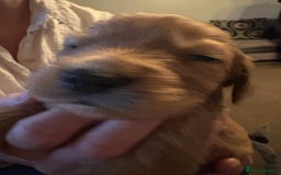 Cockapoo dogs for sale: Stunning litter of cockapoos  - Advert 29