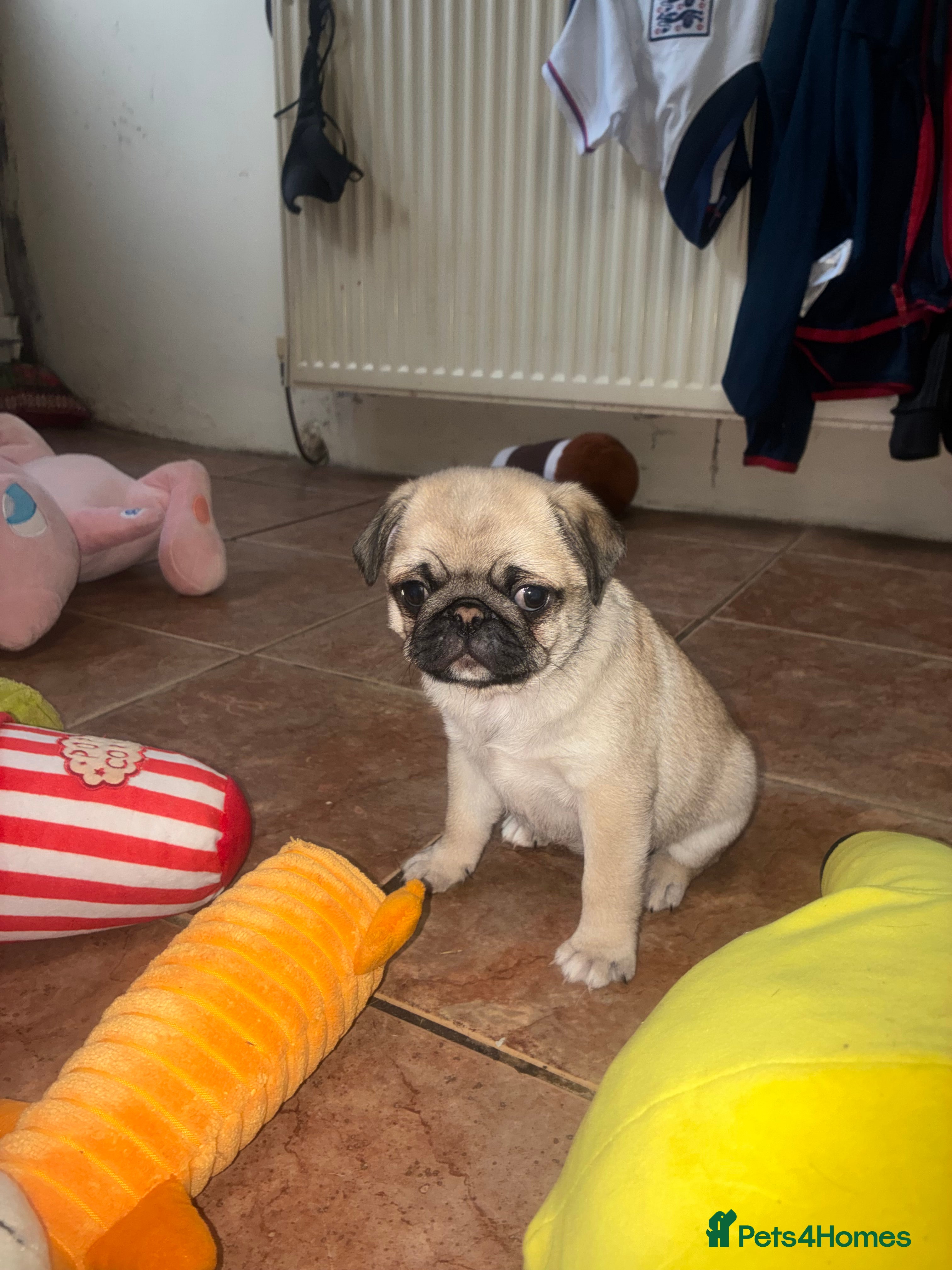 Pug dogs female pug puppy for sale - Advert 18