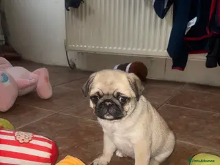 Pug dogs female pug puppy for sale - Advert 18