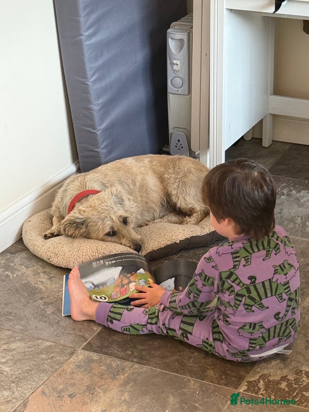 Glen of Imaal Terrier dogs for sale: Glen of Imaal terrier puppies - Image 8