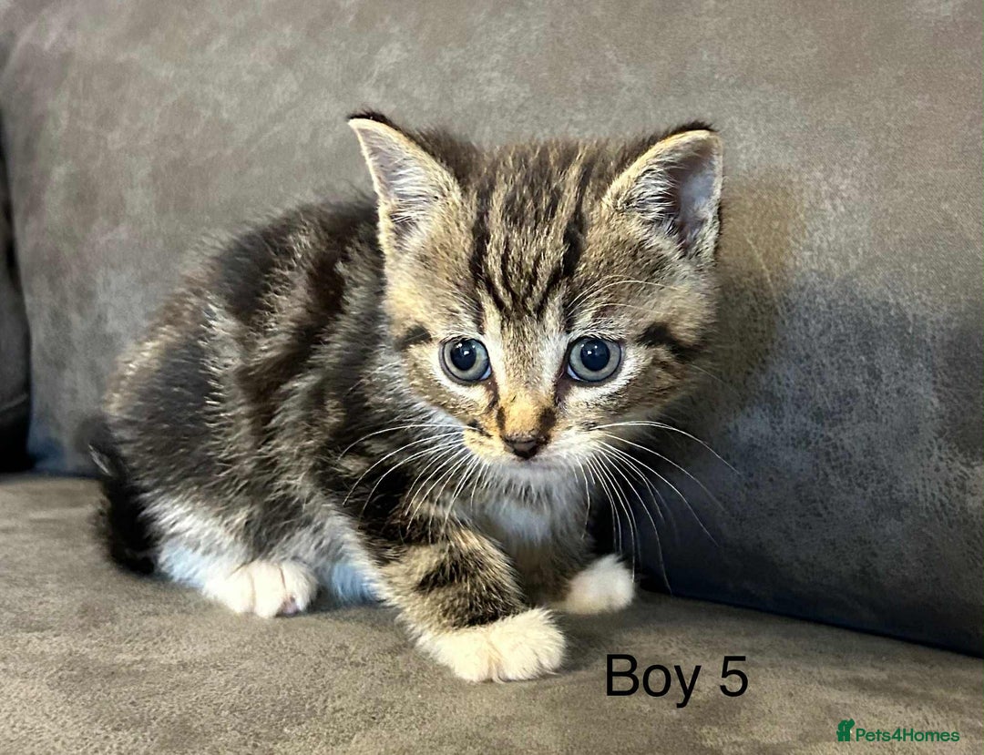 British Shorthair cats for sale: Stunning kittens available  - Image 23