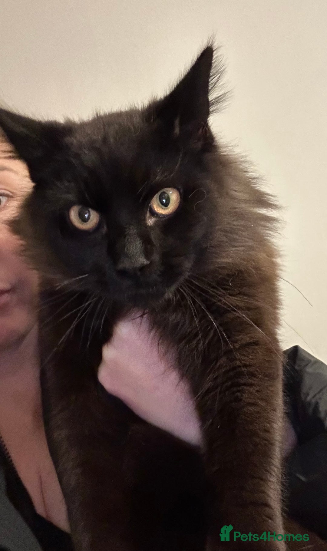 Mixed Breed cats for sale: Cross Maine coon - Advert 3