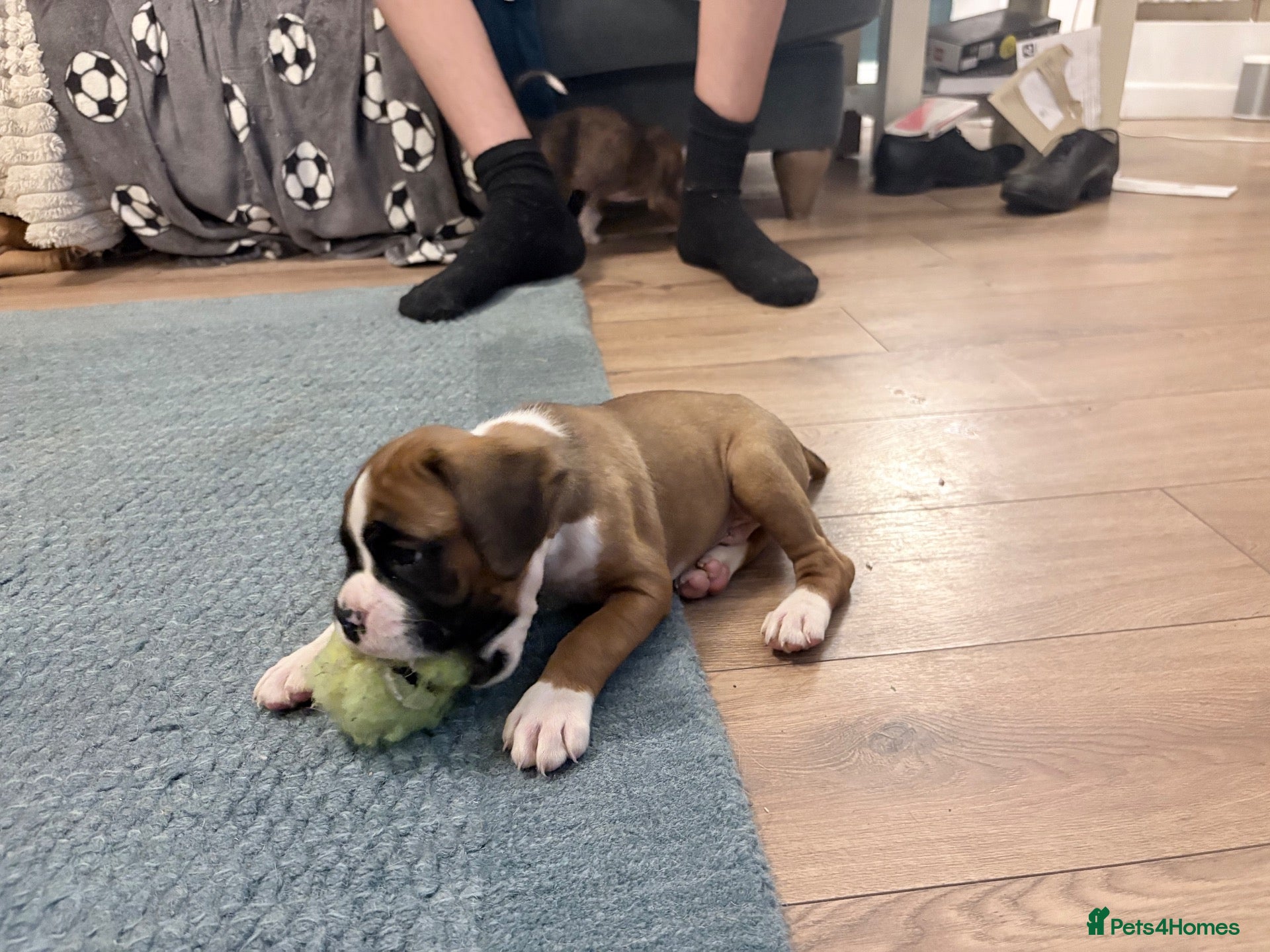 Boxer dogs KC Registered Boxer Puppies - Advert 1