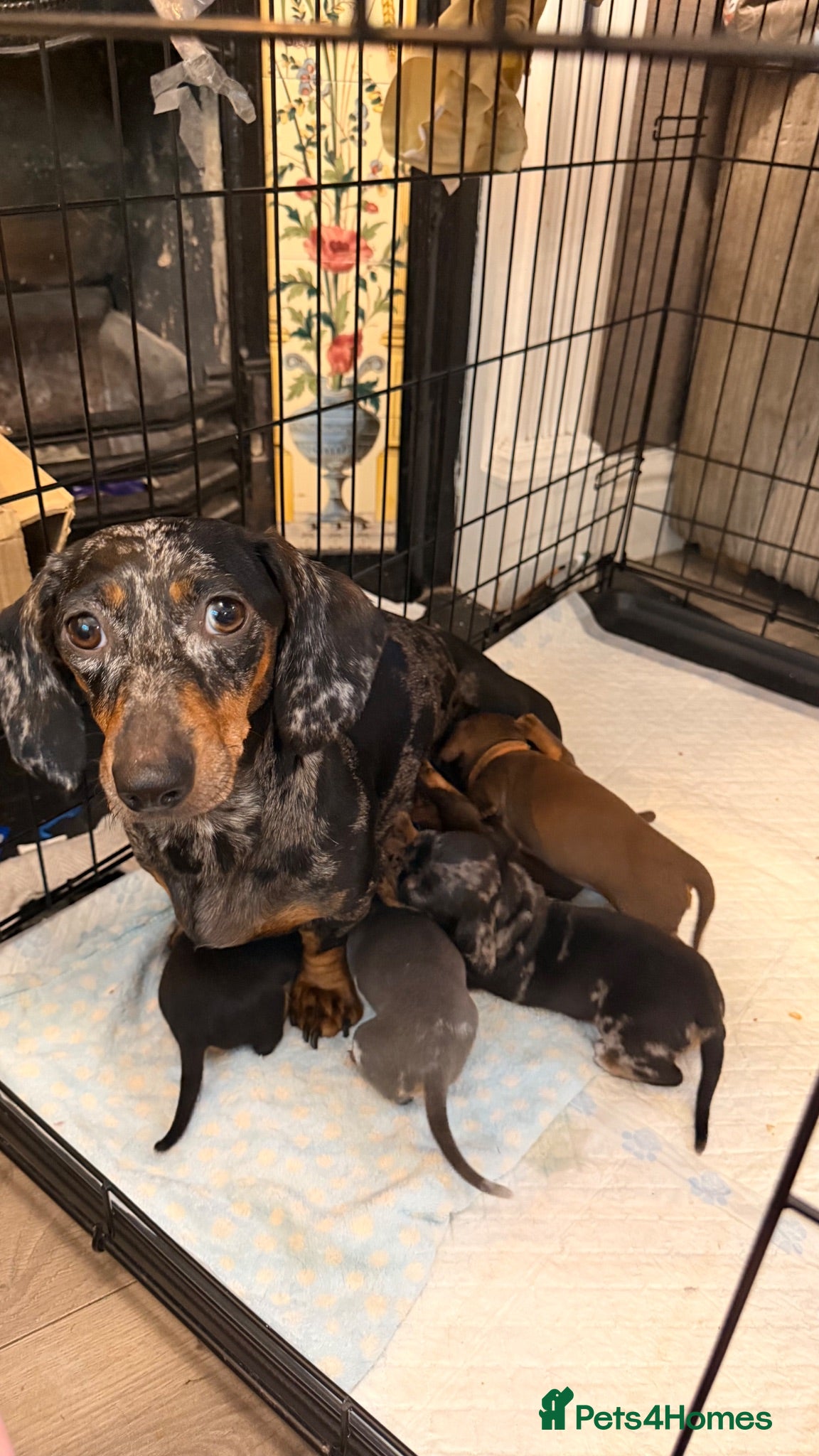 Miniature Dachshund dogs Stunning Smooth haired Miniature Dachshund Puppies - Advert 2