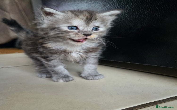 Maine Coon cats - Advert 1
