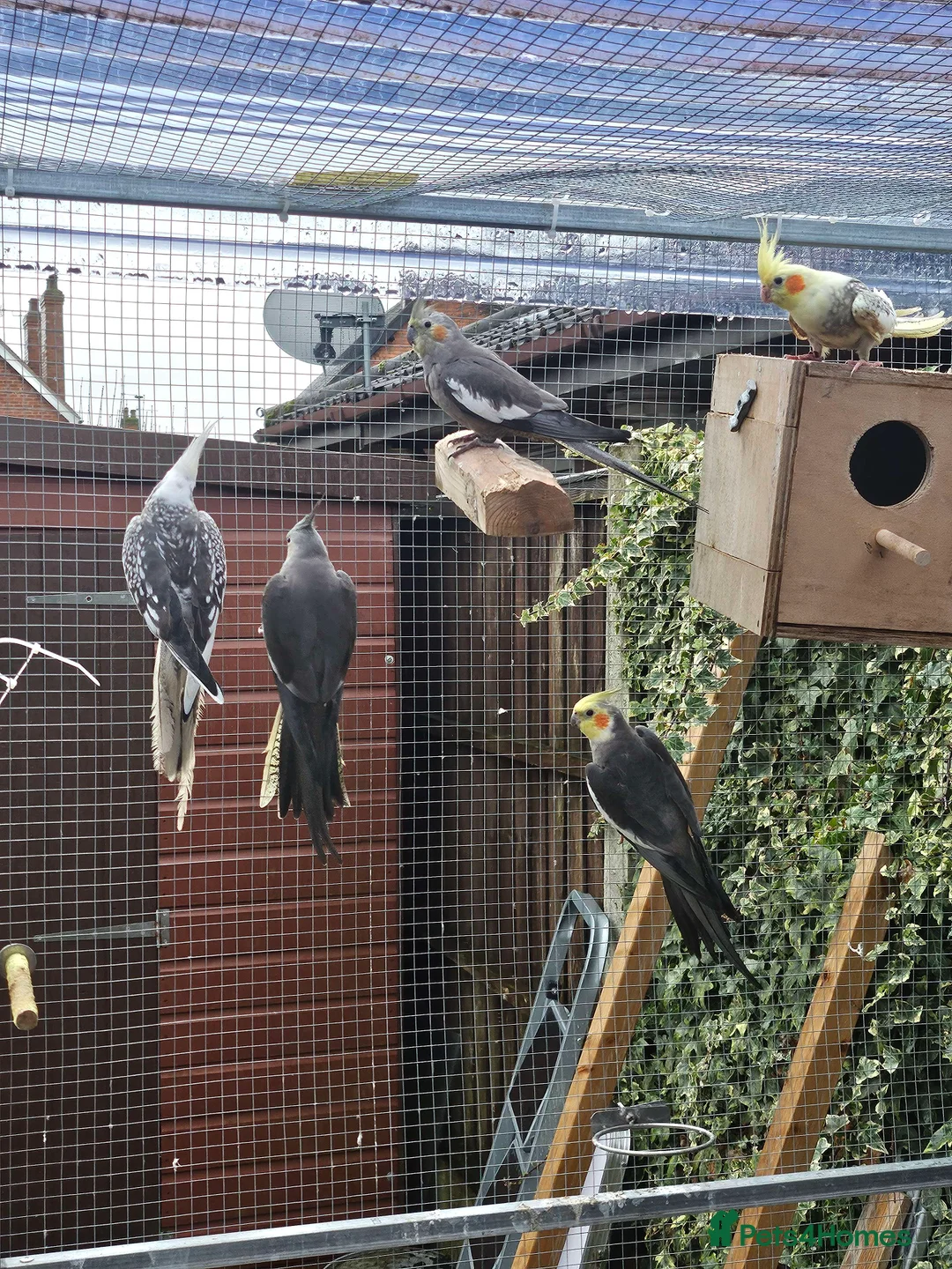 Cockatiels birds for sale: Mixed Cockatiels - Advert 3