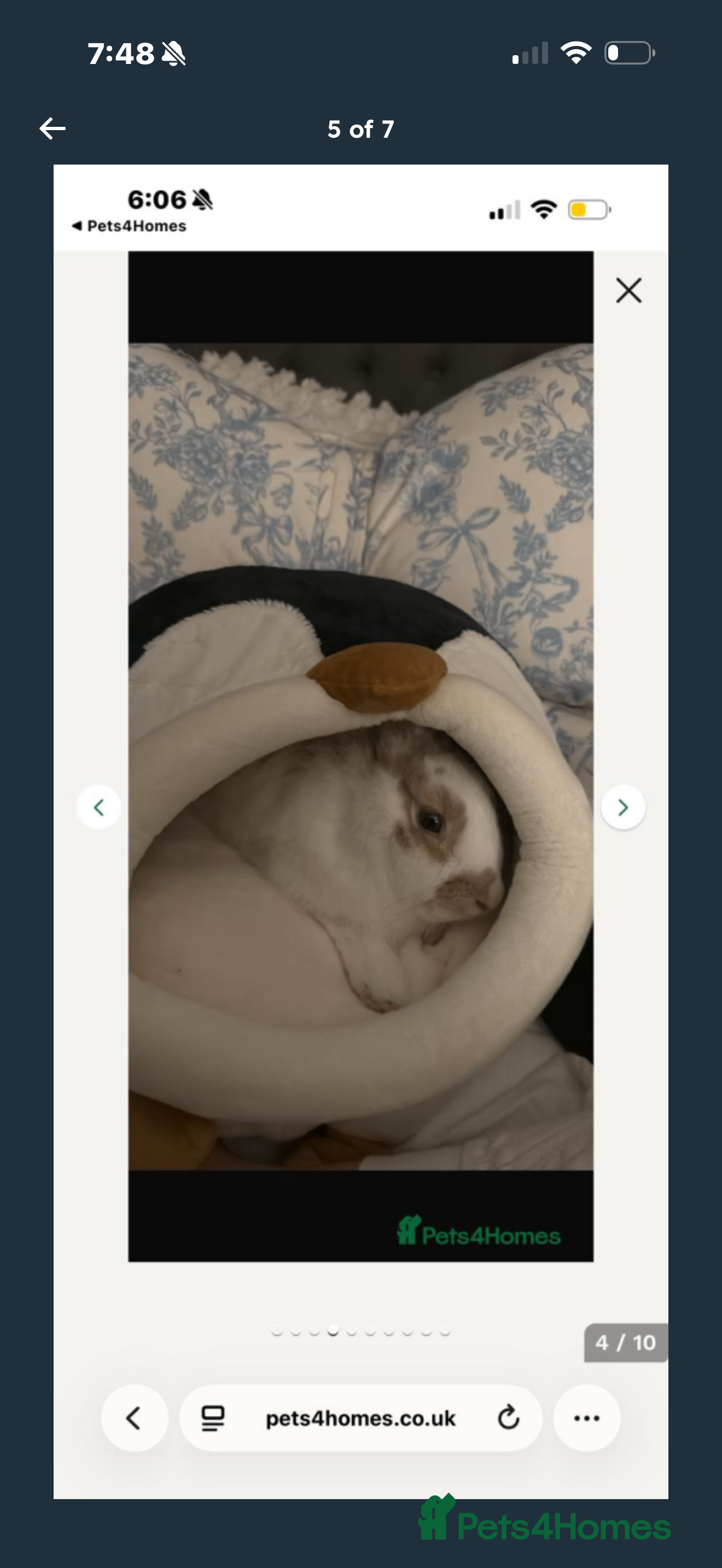 English Lop rabbits english lop beautiful rabbit Benji - Advert 5