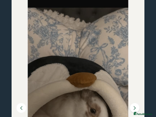 English Lop rabbits english lop beautiful rabbit Benji - Advert 5