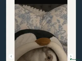 English Lop rabbits english lop beautiful rabbit Benji - Advert 23