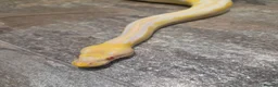 Snake reptiles for sale: Hognose & royal python ball python snake - Advert 14