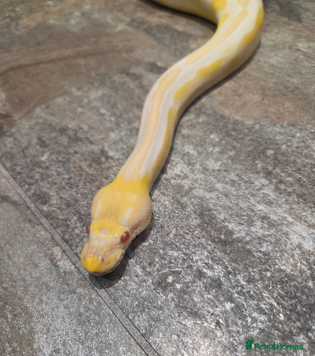 Snake reptiles for sale: Hognose & royal python ball python snake - Advert 14