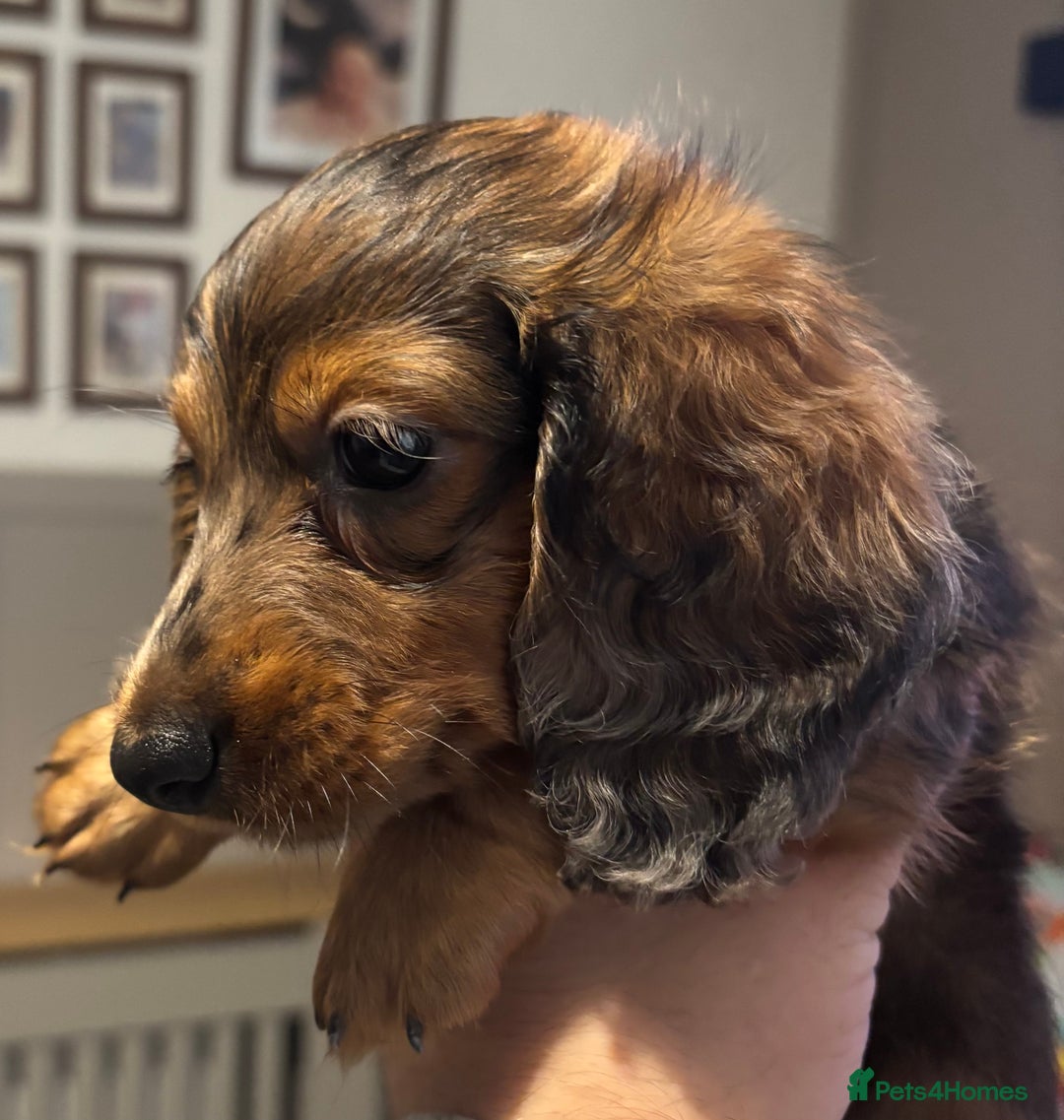 Miniature Dachshund dogs for sale: Beautiful long haired male and female  - Image 4