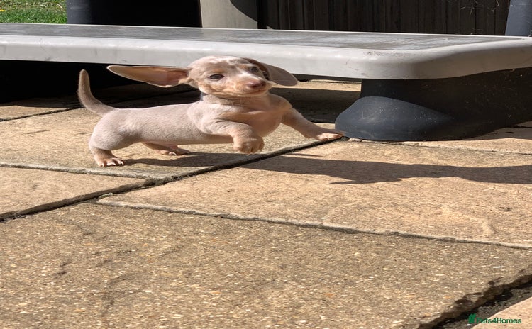 Miniature Dachshund dogs - Advert 12