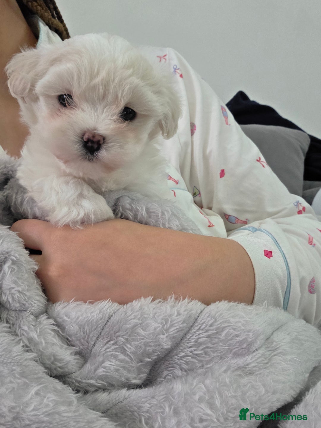 Maltipoo dogs for sale: Unique Korean miniature Maltipoos 🐶 🏡 🐾  - Advert 2