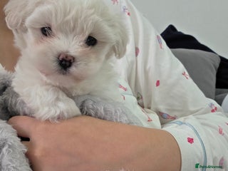Maltipoo dogs Unique Korean miniature Maltipoos 🐶 🏡 🐾 - Advert 1