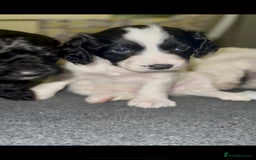 Cockapoo dogs for sale: 3 remaining Cockapoos looking for homes - Advert 8